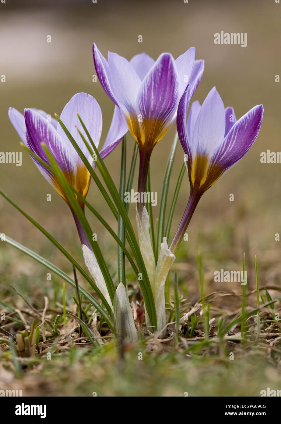 Croco argenteo (Crocus biflorus ssp. Isauricus) fiori, alla linea di neve delle montagne, Taurus Montagne, Anatolia, Turchia meridionale Foto Stock