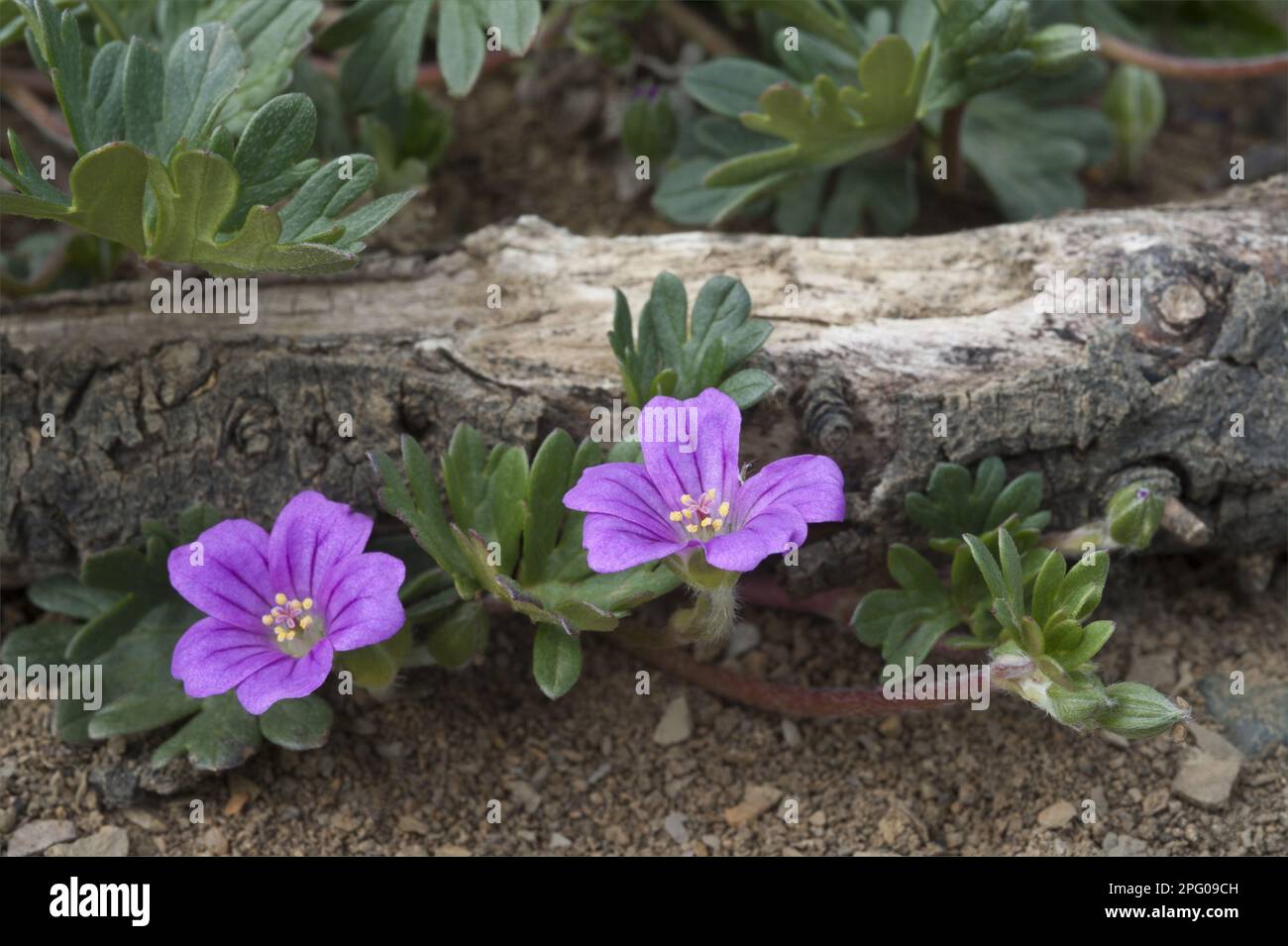 Geranio Magellano fiorito (Geranium magellanicum) cresce su terreni desolati lasciati dall'industria mineraria del carbone, Rio Turbio, provincia di Santa Cruz Foto Stock