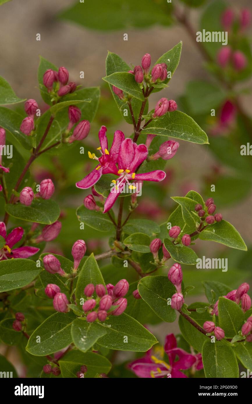 Tatar tatarian honeysuckle (Lonicera tatarica) ha introdotto specie, primo piano di fiori e foglie, Estonia, primavera Foto Stock