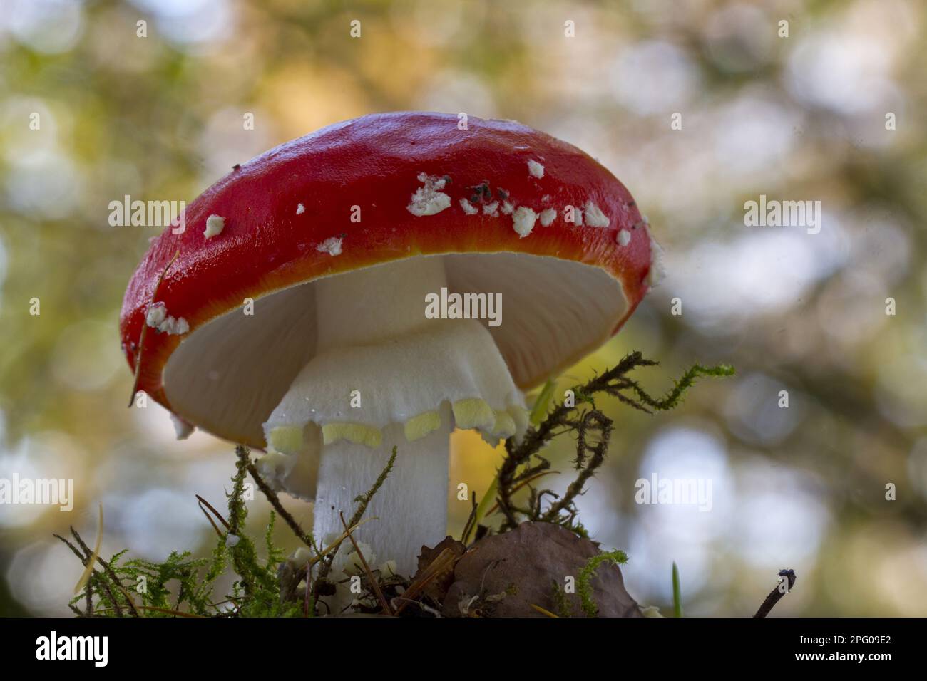 Fly agaric (Amanita muscaria), Fly agaric, toadstools, funghi, Fly Agaric fruttito corpo, cresce in boschi, Powys, Galles, Regno Unito Foto Stock