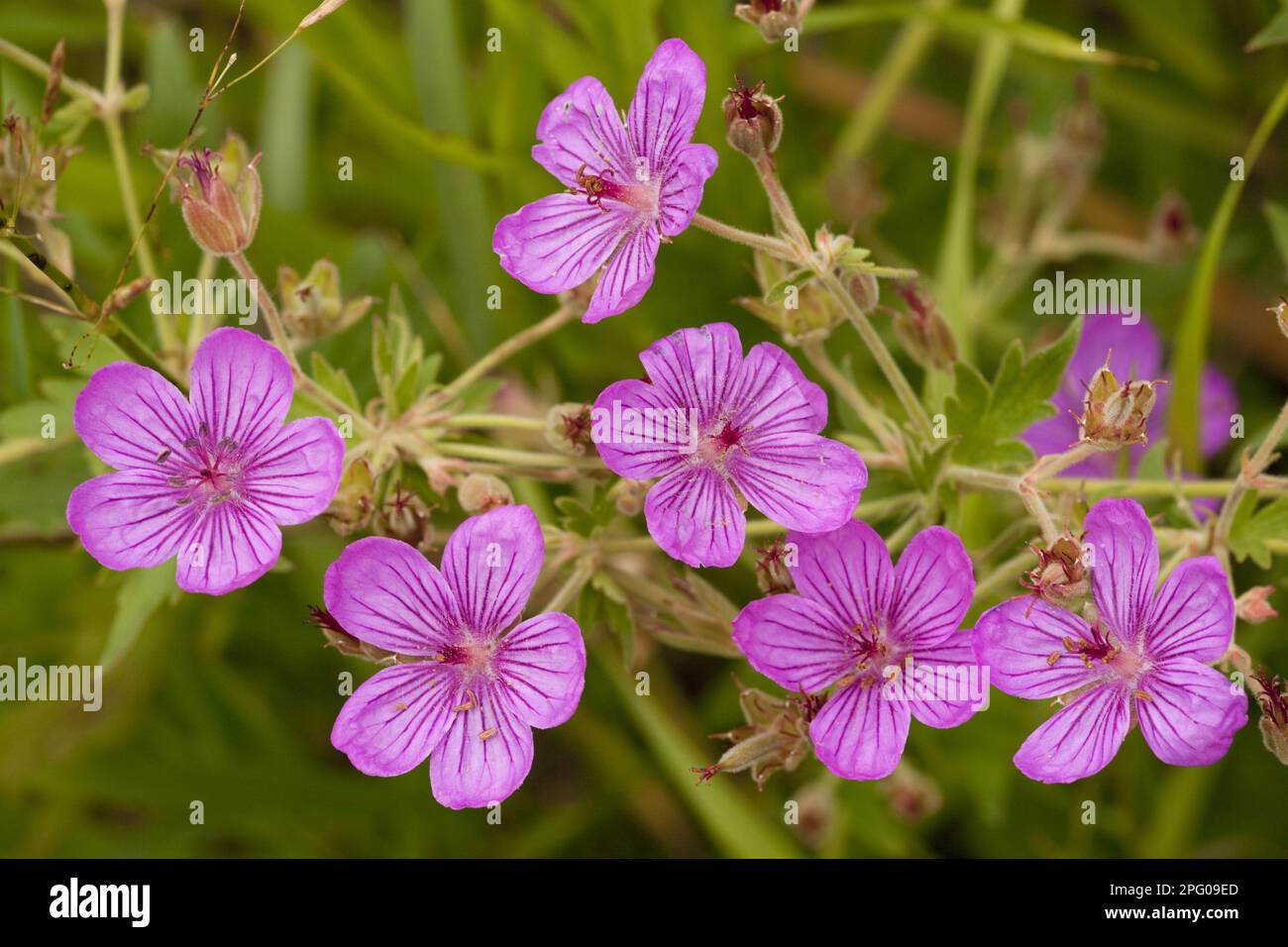 Pineywoods Geranium (Geranium caespitosum) primo piano di fiori, utricularia ocroleuca (U.) (U.) S. A Foto Stock