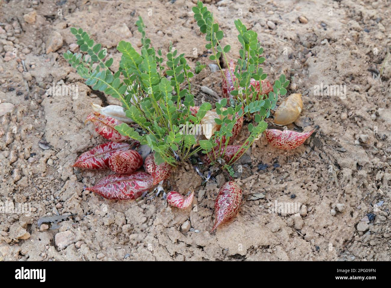 Milkvech reckled (Astragalus lentiginosus) semi gonfi, Bryce Canyon N. P. utricularia ocroleuca (U.) (U.) S. A Foto Stock