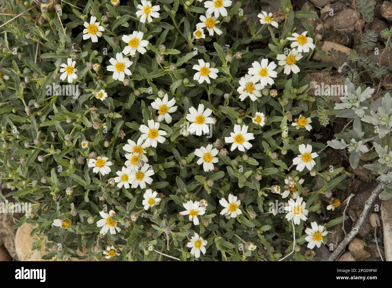 Pianure in fiore Blackfoot (Melambodium leucantum), Big Bend N. P. Chihuahuan Desert, utricularia ochroleuca (U.) (U.) S. A Foto Stock