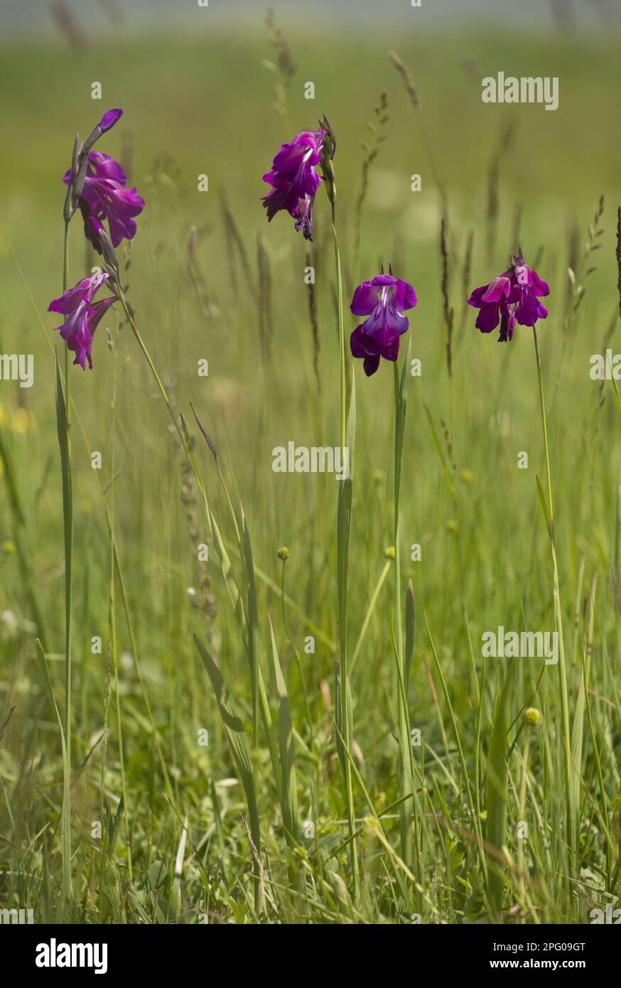 Fiori di gladiolo selvatico (Gladiolus kotschyanus), coltivati nella palude, vicino Cildir, Monti Pontici, Anatolia, Turchia Foto Stock