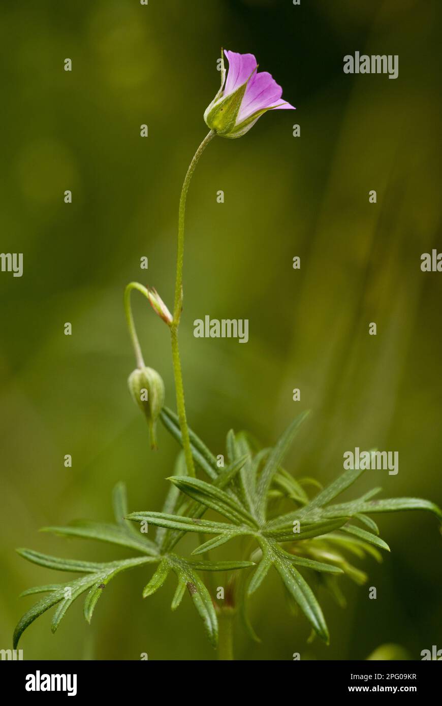 Cranesbill in pietra, Cranesbill a stelo lungo (Geranium colombinum), famiglia Cranesbill, Flowering a stelo lungo, Slovenia Foto Stock