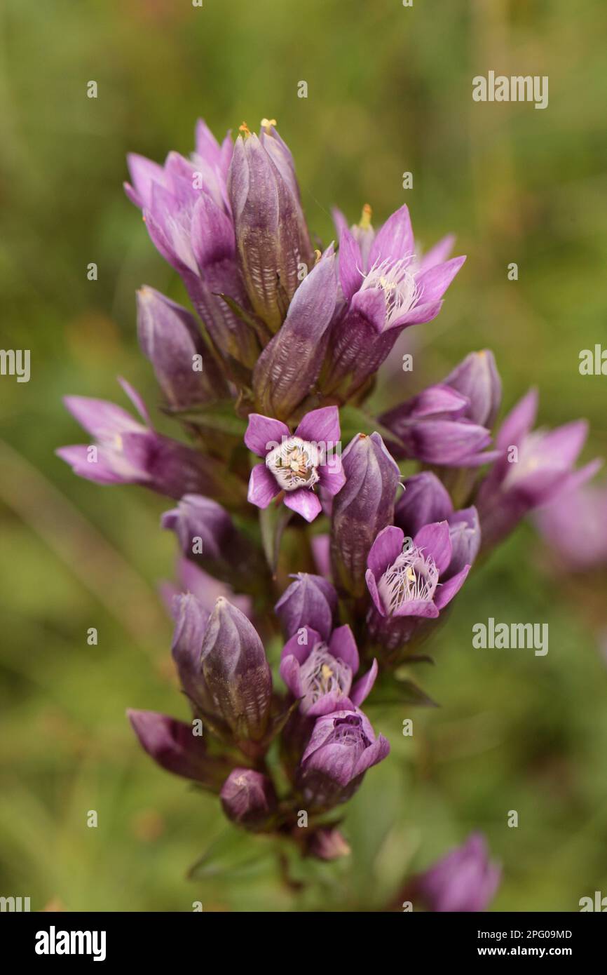 Chiltern Gentian (Gentiana), famiglia Gentian, Chiltern Gentian Flowering, Aston Rowant, Chiltern Hills, Oxfordshire, Inghilterra, Regno Unito Foto Stock