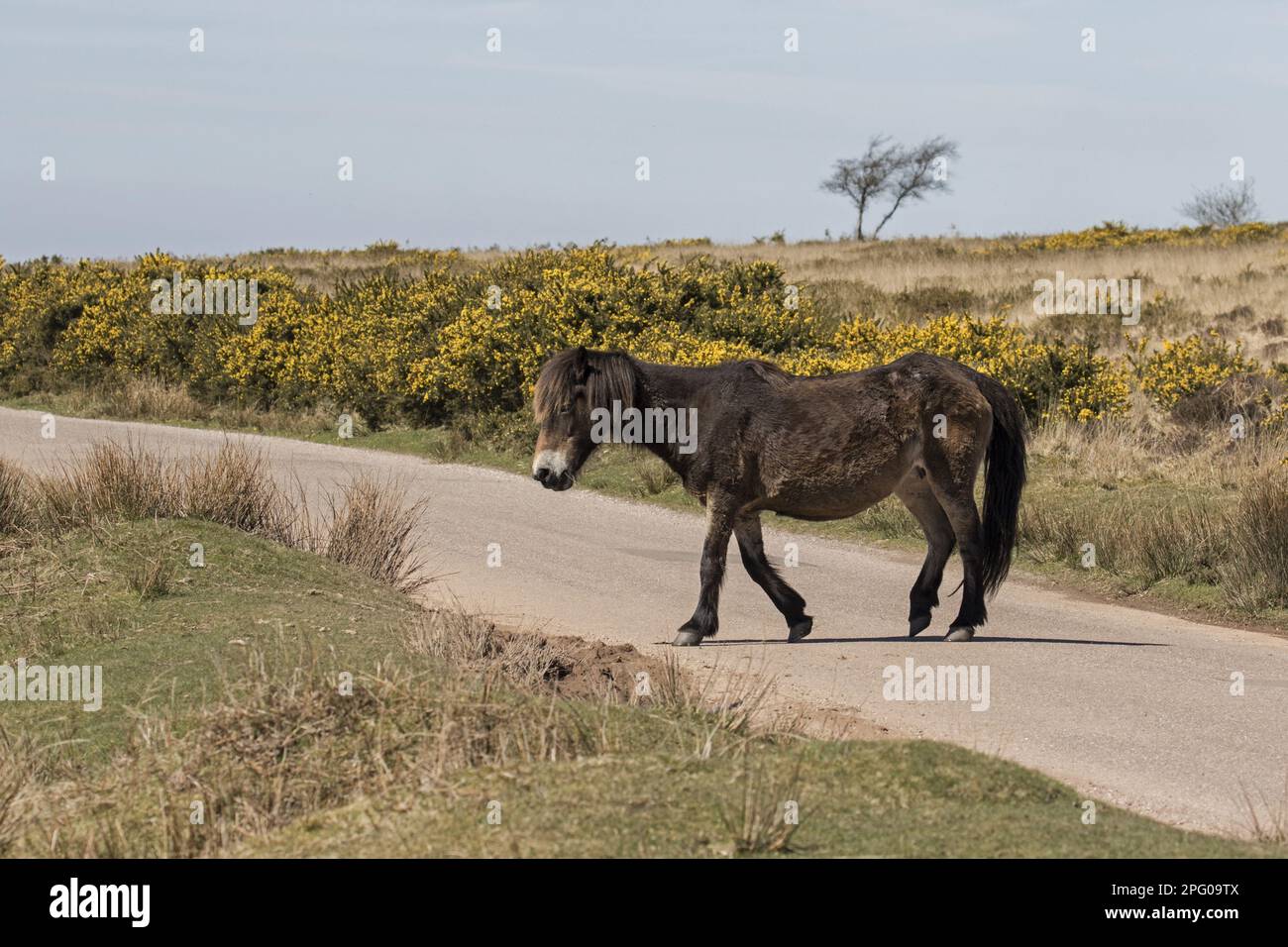 Pony di Exmoor, pony di Exmoor, Exmoorpony, cavalli da pedigree, animali domestici, ungulati, bestiame, ungulati dispari-toed, mammiferi, animali domestici Foto Stock