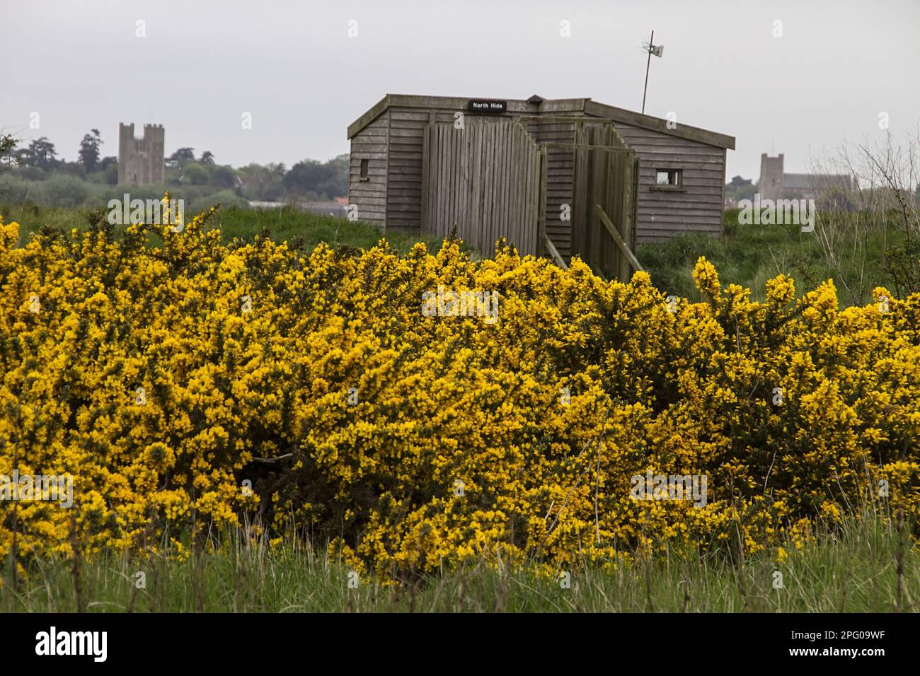 N guardando verso il Castello di Orford e la chiesa con la fioritura del cespuglio di gola in nord di foregroundNorth Hide sull'isola di Havergate Foto Stock