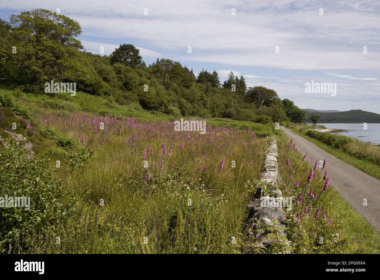 Campo di Foxguanto sull'isola di Jura, Scozia, Gran Bretagna Foto Stock