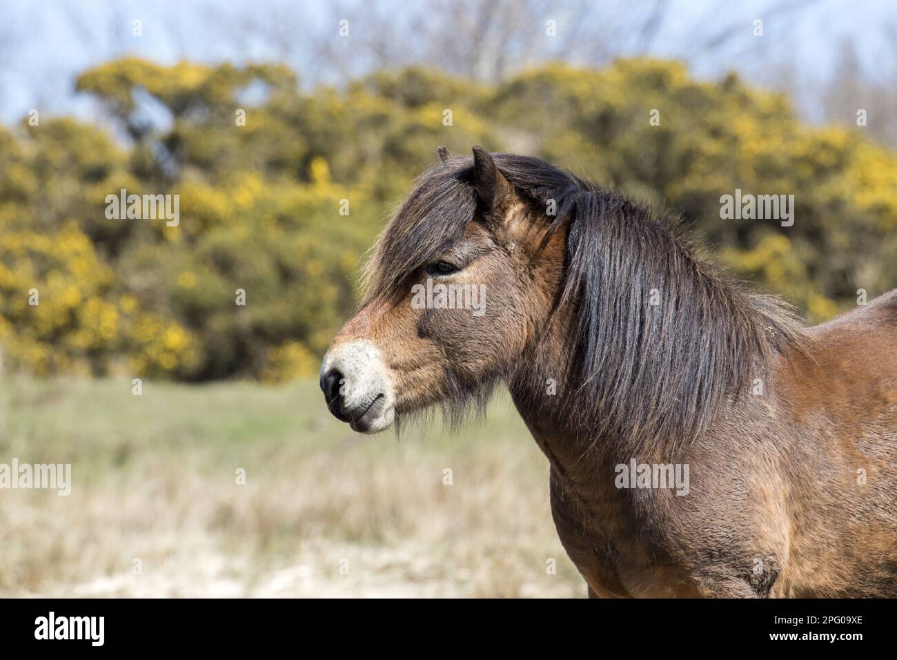 Pony di Exmoor, pony di Exmoor, Exmoorpony, cavalli da pedigree, animali domestici, ungulati, bestiame, ungulati dispari-toed, mammiferi, animali domestici Foto Stock