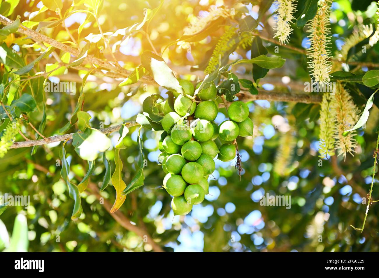 noci di macadamia su pianta di albero di macadamia, noci di macadamia crude fresche in giardino, piantare frutta di noci di macadamia in attesa dei semi di raccolto Foto Stock