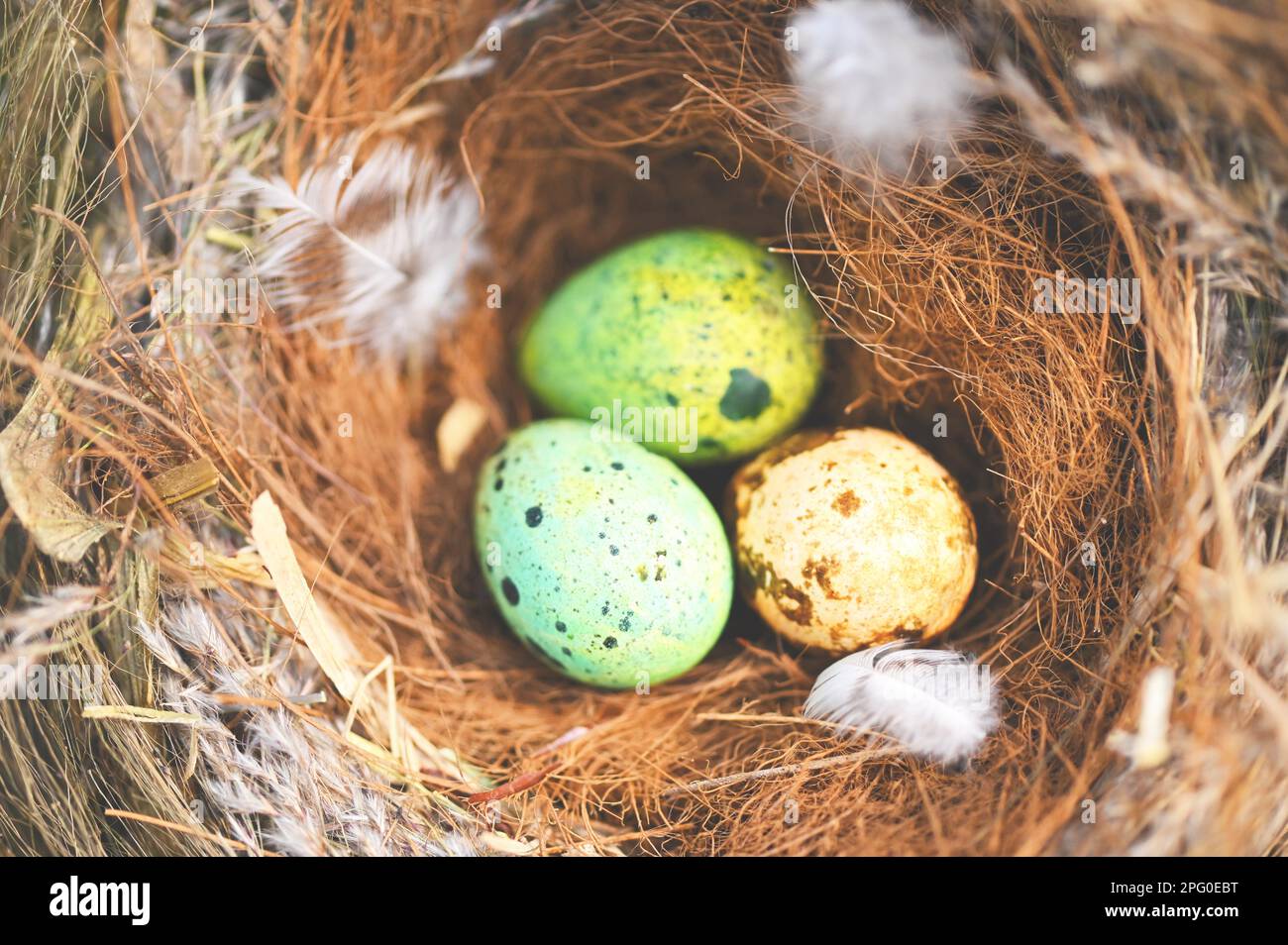 nido di uccello sul ramo dell'albero con tre uova all'interno, uova di uccello sugli uccelli nido e piuma nella foresta estiva, uova concetto di pasqua Foto Stock