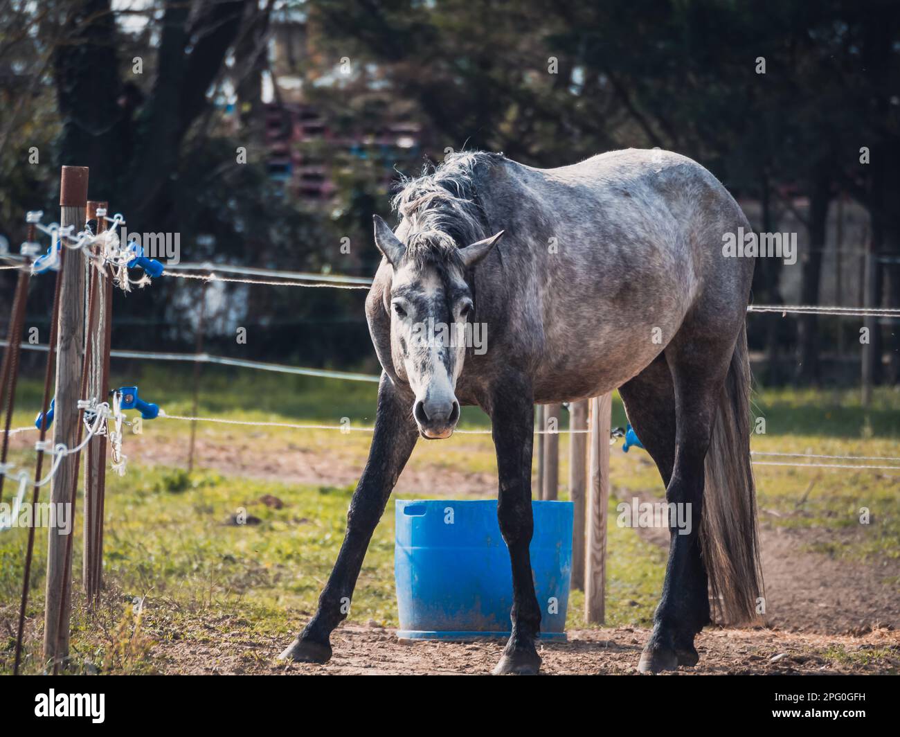 Cavallo grigio nel pascolo con trecce intrecciate sulla criniera Foto Stock