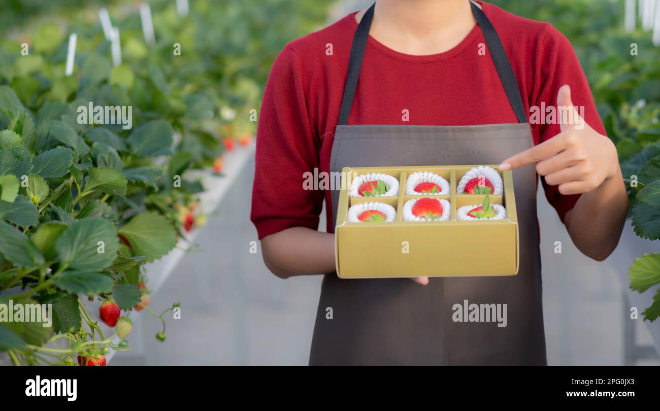 Mani primo piano giovane donna asiatica che tiene scatola fragola in fattoria a serra, femmina raccolta fragola matura in pacchetto con felice, agricoltura e cu Foto Stock