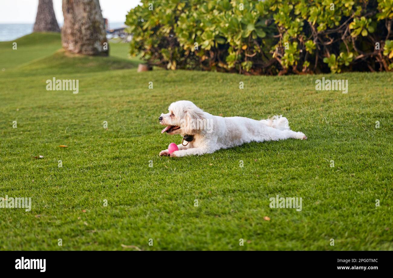 Carino cane che posa in erba giocando con una palla giocattolo Foto Stock