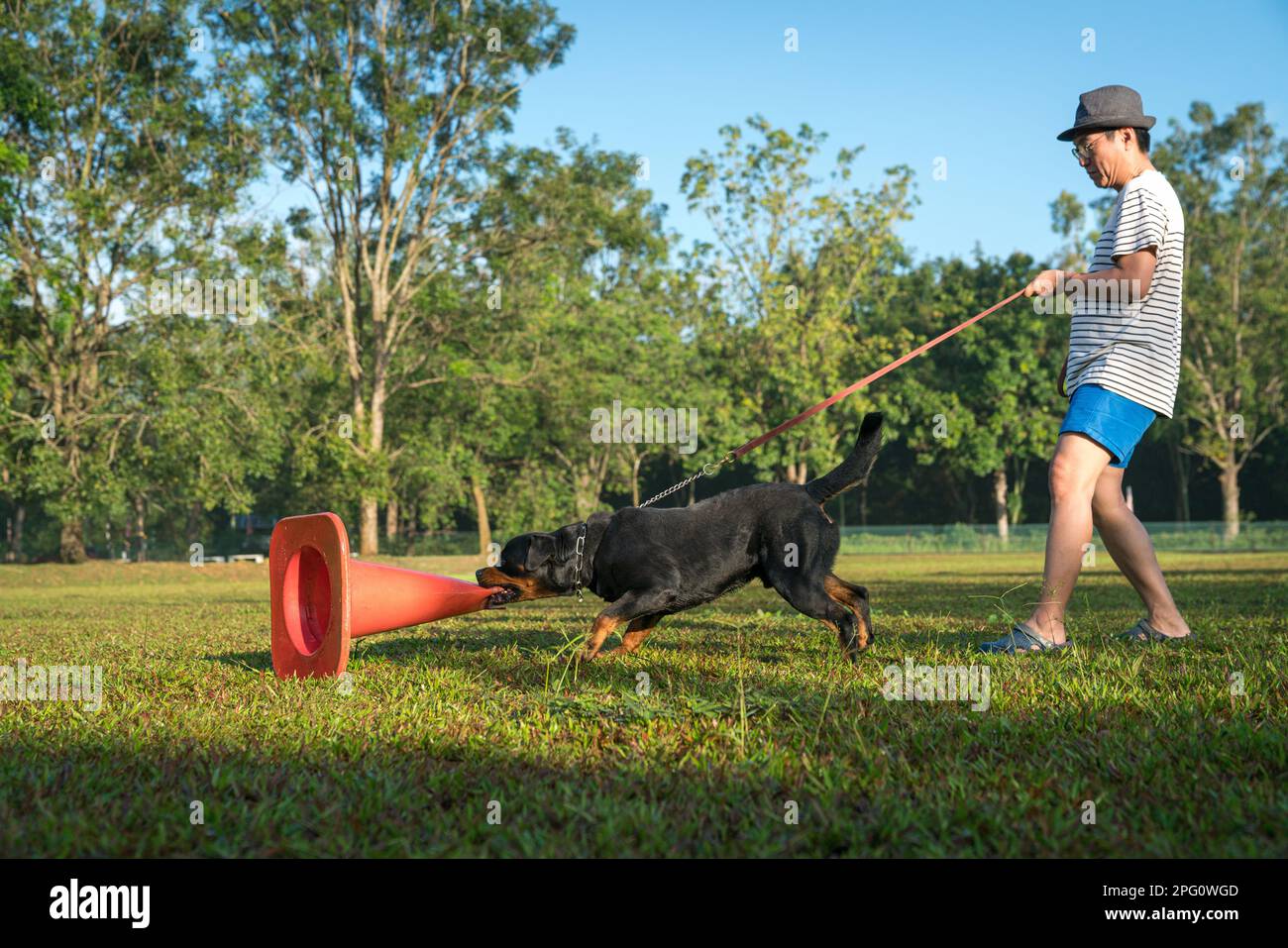 Dog Rottweiler mostra eccitazione e comportamento aggressivo quando attacca e morde un cono rosso. Foto Stock