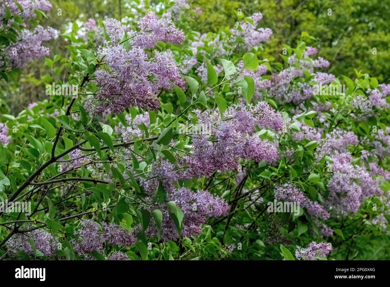 Fioritura lilla viola fiorisce dopo una pioggia di primavera a Taylors Falls, Minnesota USA. Foto Stock