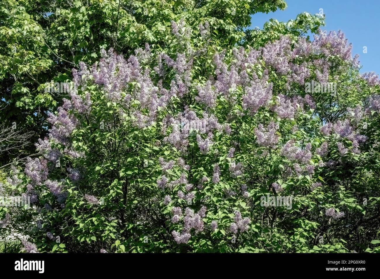 Bella macchia di lilla viola in piena fioritura in una mattina di primavera luminosa e soleggiata a Taylors Falls, Minnesota USA. Foto Stock