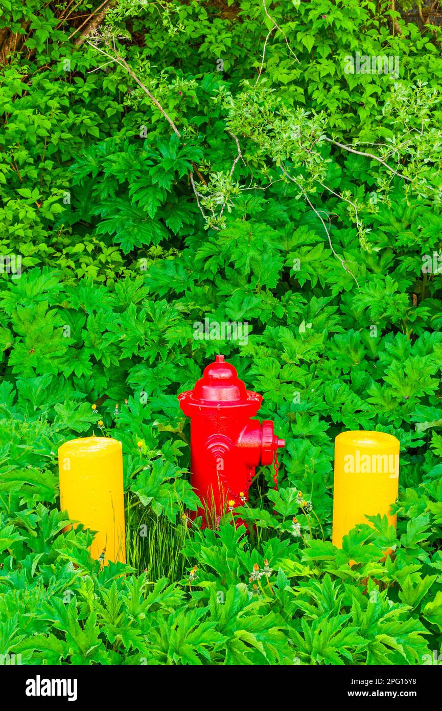 Idrante di fuoco rosso tra due barries di cemento giallo circondato da vegetazione verde a Mt. Edgecumbe High School sull'isola di Japonski vicino Sitka, Alaska Foto Stock
