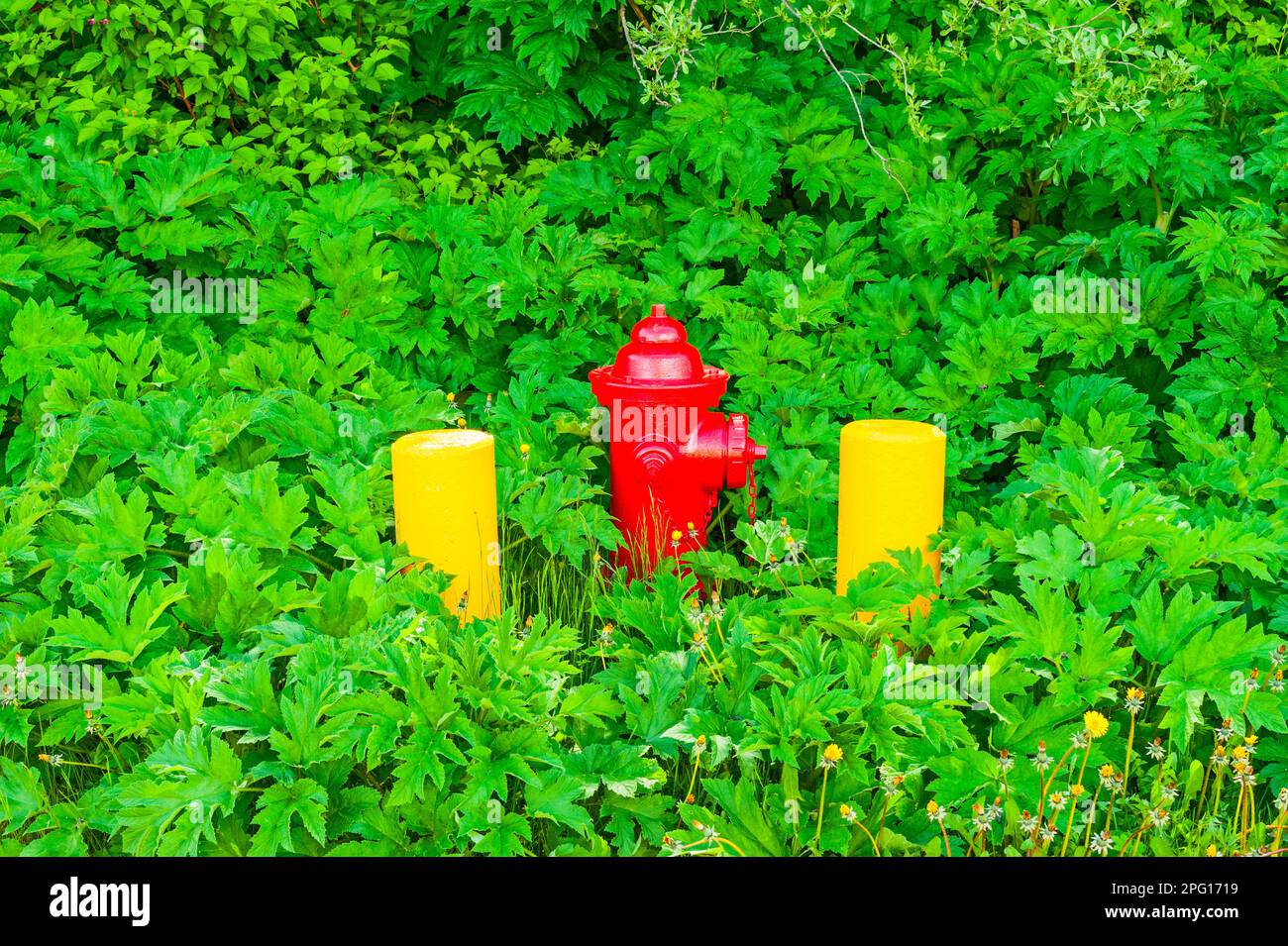 Idrante di fuoco rosso tra due barries di cemento giallo circondato da vegetazione verde a Mt. Edgecumbe High School sull'isola di Japonski vicino Sitka, Alaska Foto Stock