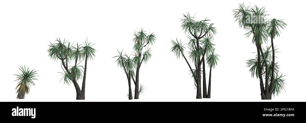 3d illustrazione dell'albero di yucca schottii di set isolato su sfondo bianco Foto Stock