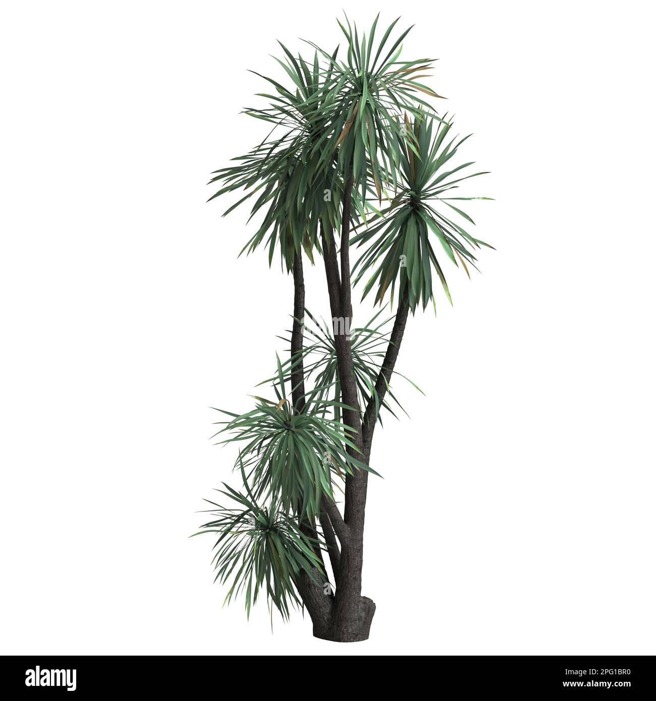 3d illustrazione di yucca schottii albero isolato su sfondo bianco Foto Stock