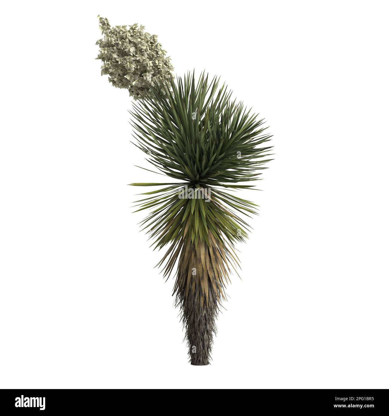 3d illustrazione di yucca decipiens isolato su sfondo bianco Foto Stock