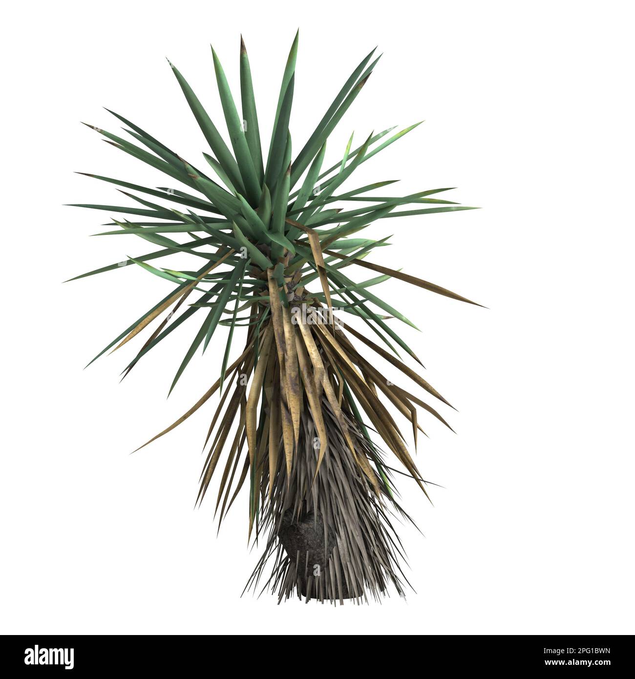 3d illustrazione di yucca schottii albero isolato su sfondo bianco Foto Stock