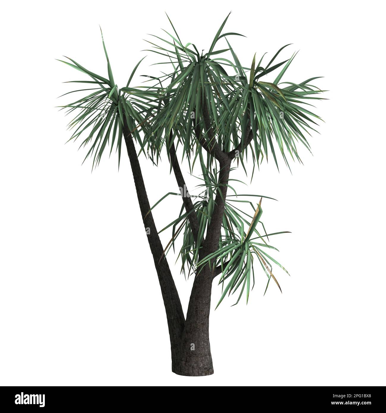 3d illustrazione di yucca schottii albero isolato su sfondo bianco Foto Stock