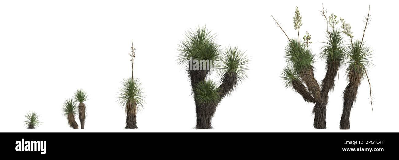 3d illustrazione di un albero di yucca elata isolato su sfondo bianco Foto Stock