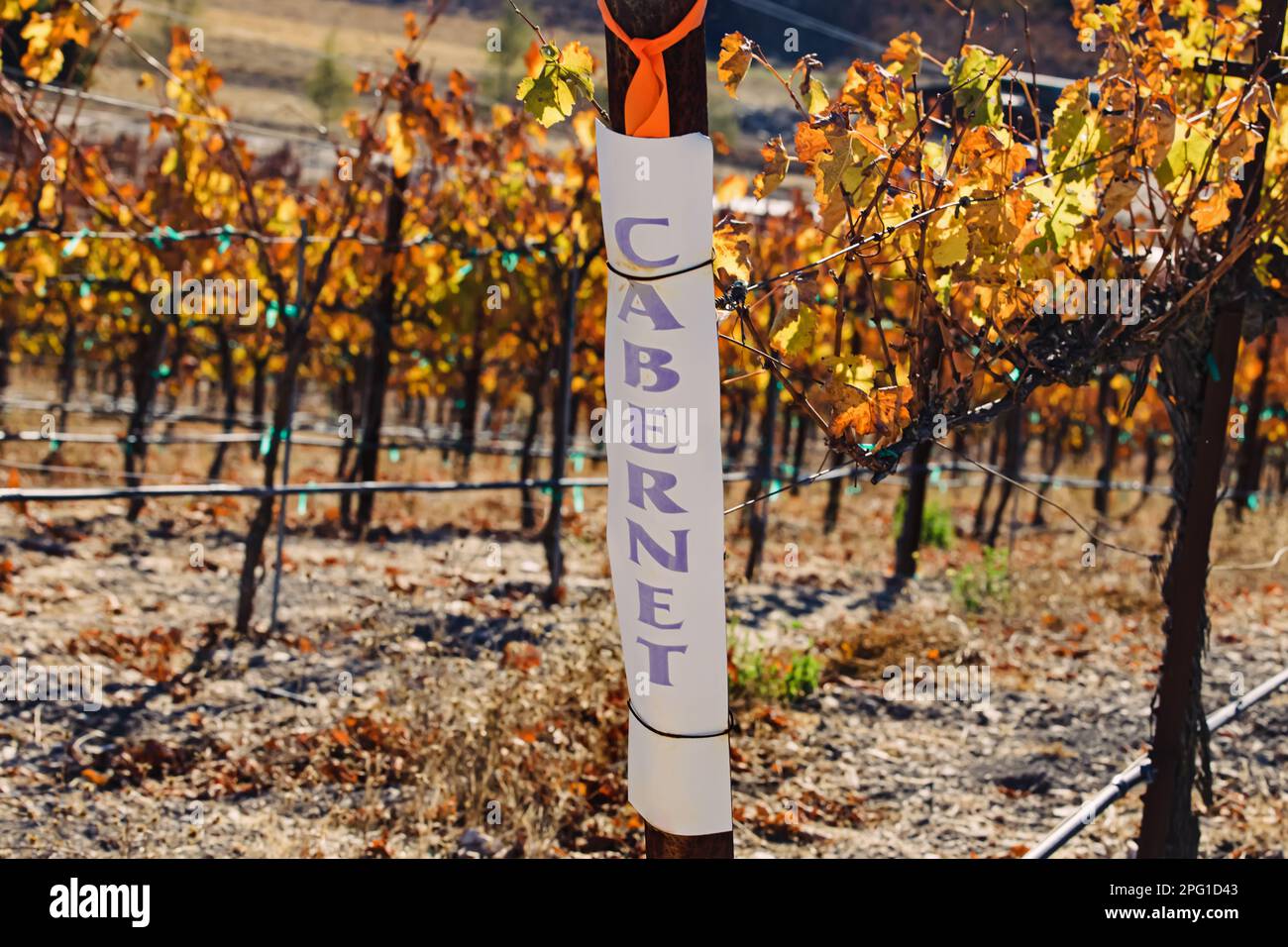 Fall vigneto con un nome del tipo di uva segno, cabernet Vines Foto Stock