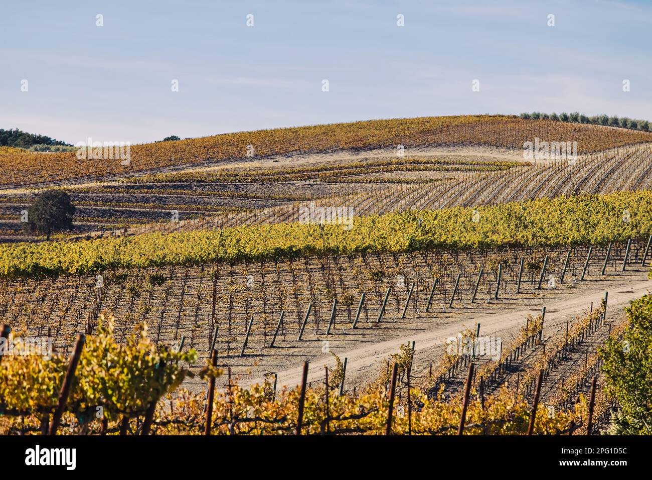 Vigna sulle colline in autunno, foglie gialle sulle viti, Paso Robles, California Foto Stock