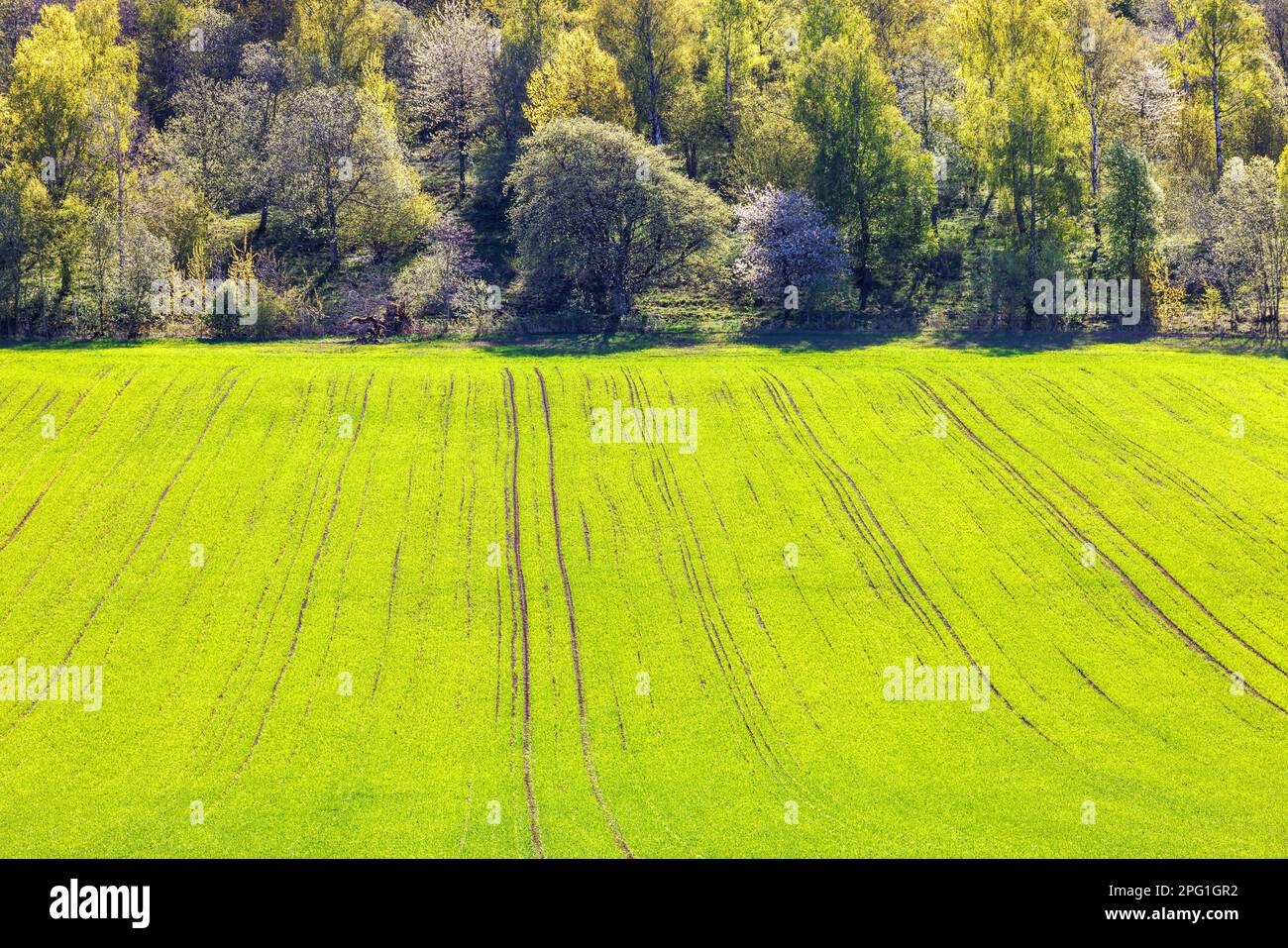 Campo verde e lussureggianti alberi verdi in primavera Foto Stock