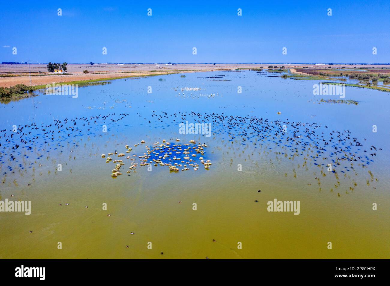 Brazo de la Torre, uno dei rami del fiume Guadalquivir nella palude di Doñana, Isla Mayor, Siviglia, Spagna. Entremuros Marais. Il Brazo de la Foto Stock