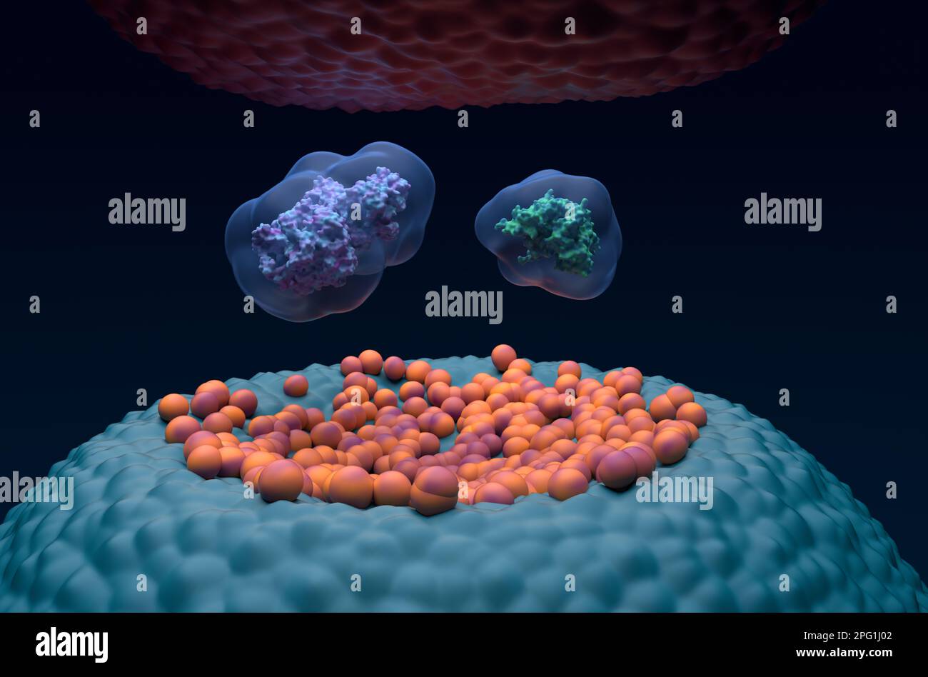 Enzima cicloossigenasi (COX-1 COX-2) prostaglandina-endoperossido sintasi (PTGS) nel cervello umano - 3D Vista closeup dell'illustrazione Foto Stock