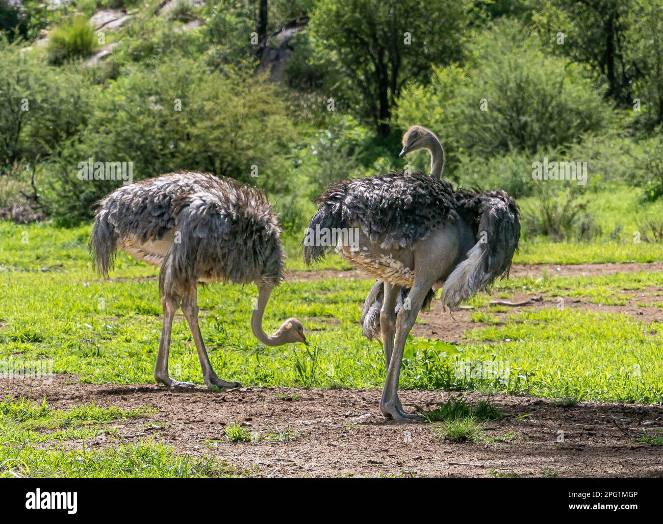 Fauna selvatica in Namibia Foto Stock