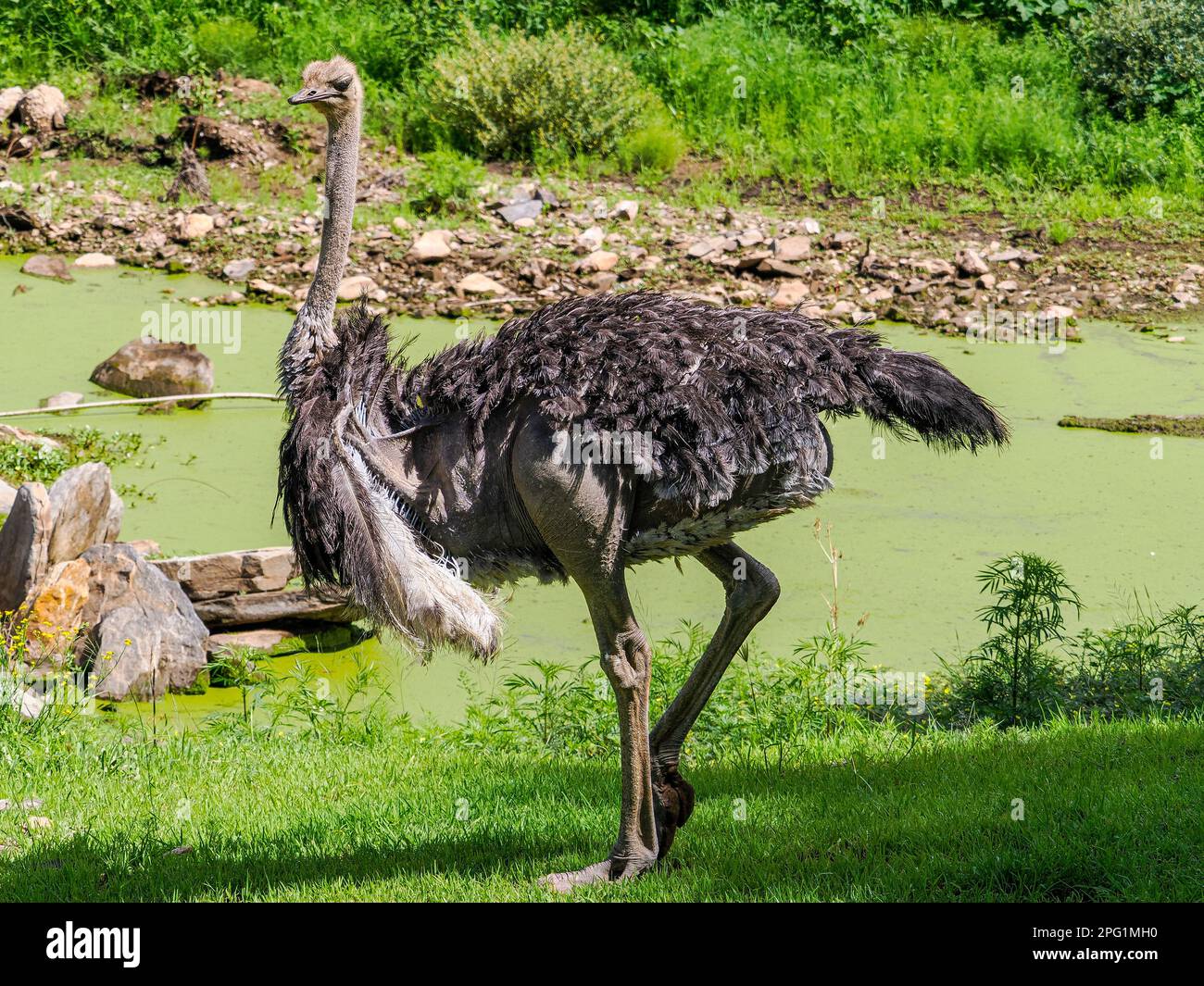 Fauna selvatica in Namibia Foto Stock
