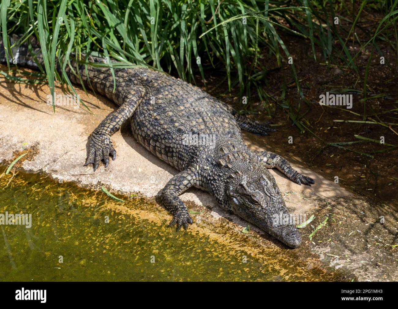 Fauna selvatica in Namibia Foto Stock