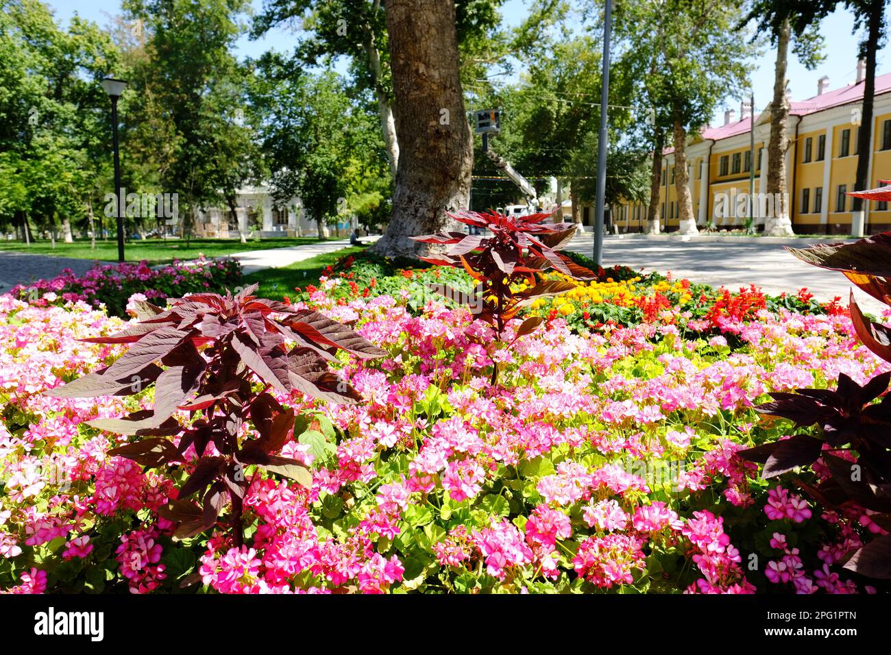 Samarcanda Uzbekistan mostre di fiori e alberi nell'elegante Parco Navoi visto nel mese di agosto 2022 Foto Stock
