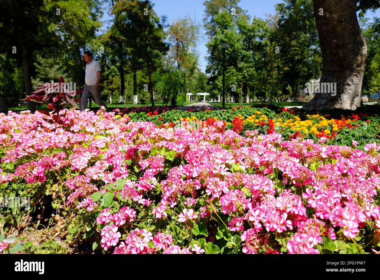 Samarcanda Uzbekistan mostre di fiori e alberi nell'elegante Parco Navoi visto nel mese di agosto 2022 Foto Stock
