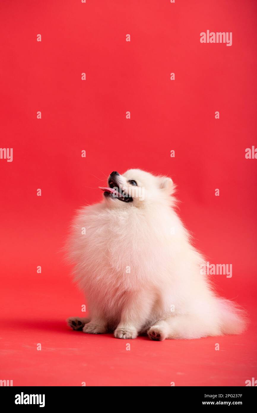 Cane razza pomeranian spitz divertente siede su uno sfondo rosso Foto Stock