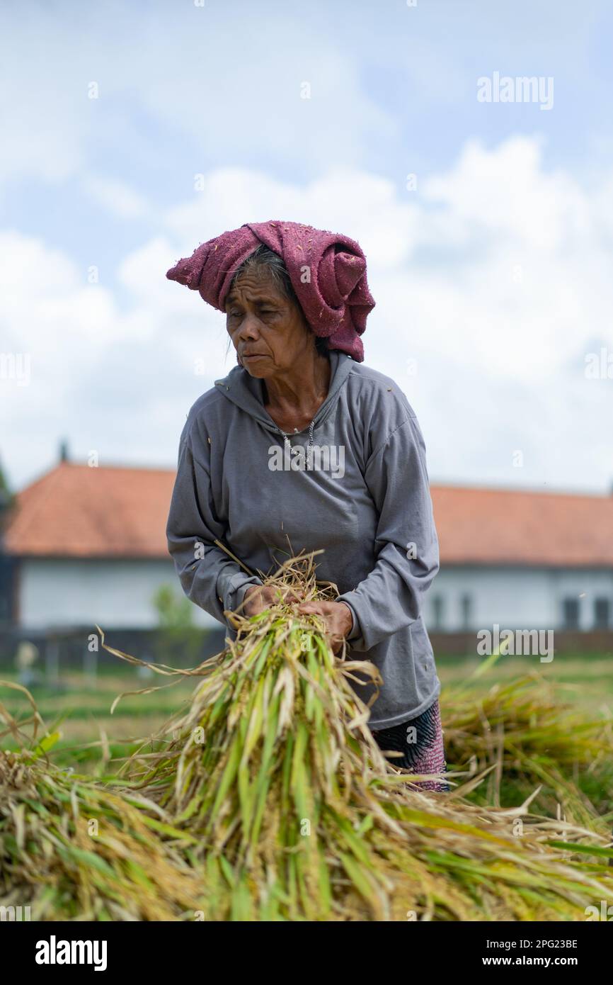 La vecchia donna raccoglie manualmente il riso, il riso secco. Indonesia, isola di Bali Foto Stock