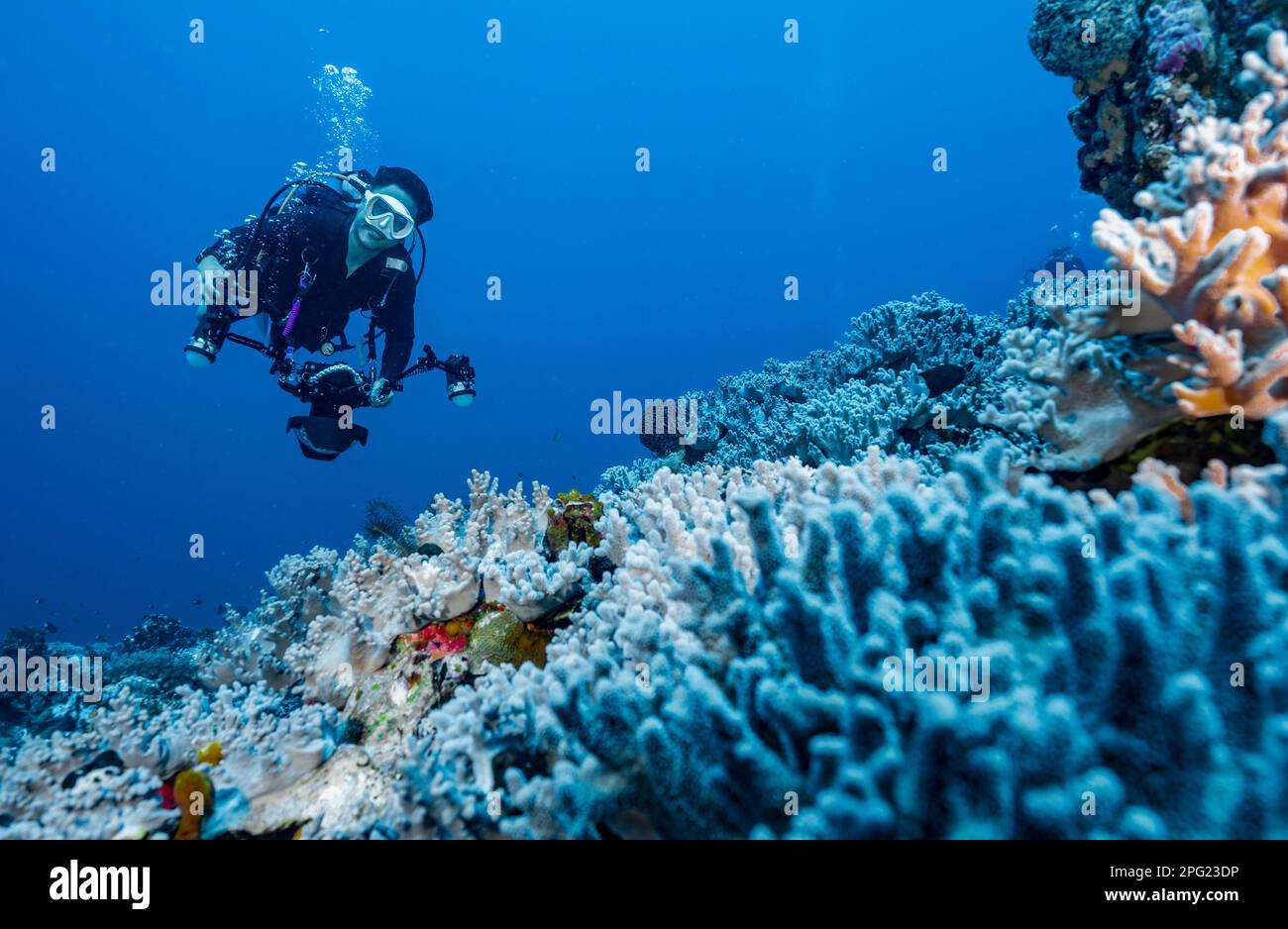 Tuffatore esplorando una barriera corallina a banda Mare / Indonesia Foto Stock
