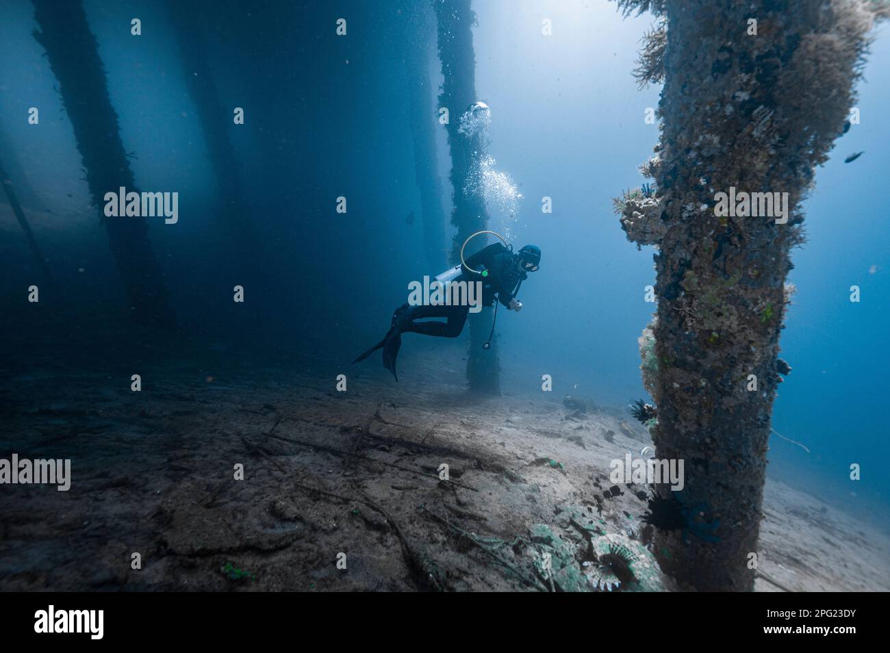 Tuffatore che esamina la fauna selvatica sotto un molo nel mare di banda Foto Stock