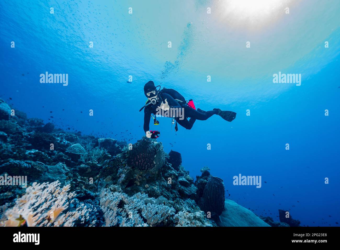 Tuffatore esplorando una barriera corallina a banda Mare / Indonesia Foto Stock