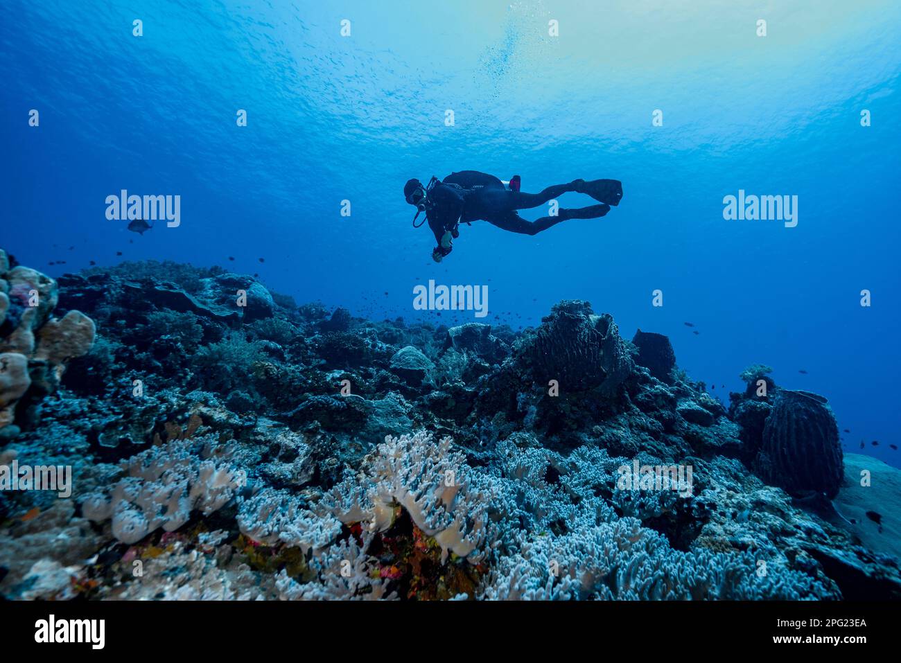 Tuffatore esplorando una barriera corallina a banda Mare / Indonesia Foto Stock