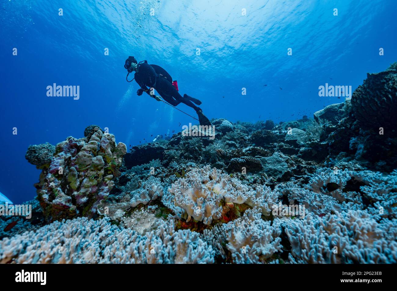 Tuffatore esplorando una barriera corallina a banda Mare / Indonesia Foto Stock