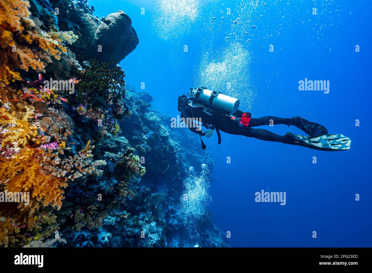 Tuffatore esplorando una barriera corallina a banda Mare / Indonesia Foto Stock