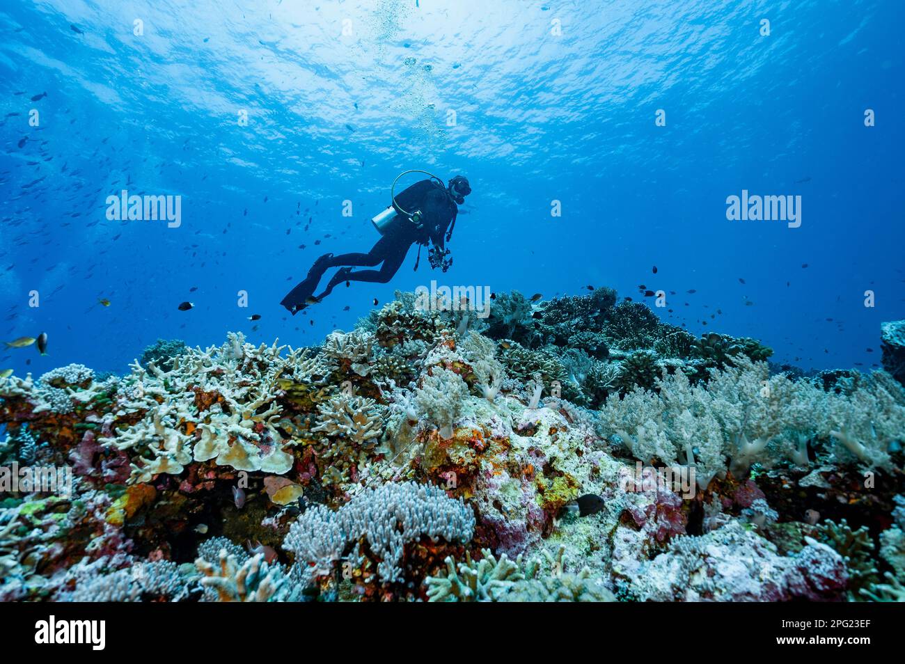 Tuffatore esplorando una barriera corallina a banda Mare / Indonesia Foto Stock
