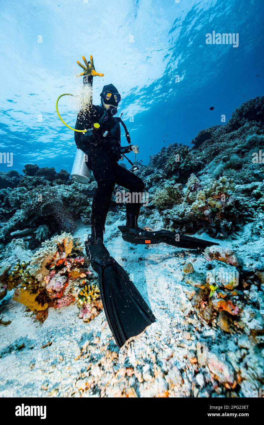 Il subacqueo spruzza la sabbia verso il fotografo a banda Sea Foto Stock